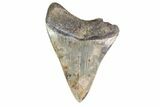 Fossil Megalodon Tooth - Georgia #151541-2